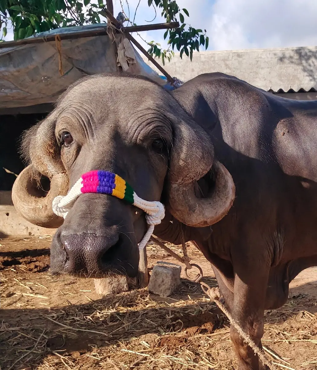 ભેંસ વેચવાની છે