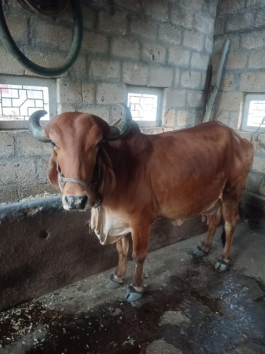 વેચવાની