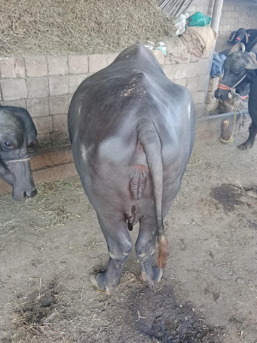 ભેંસ વેચવાની છે