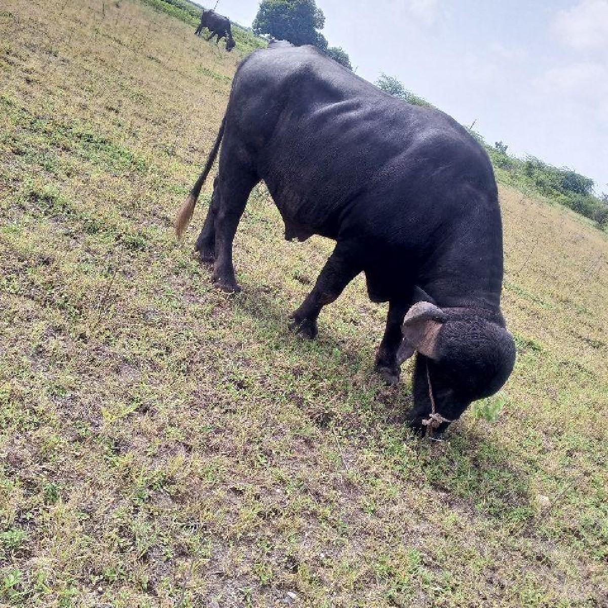 દાવપાડો વેચવાનો છે છ દાતે સાવ સોજો