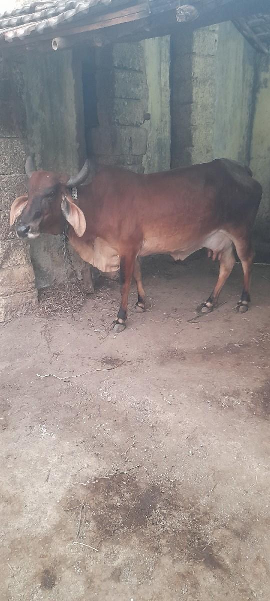 થંબનેલ 2