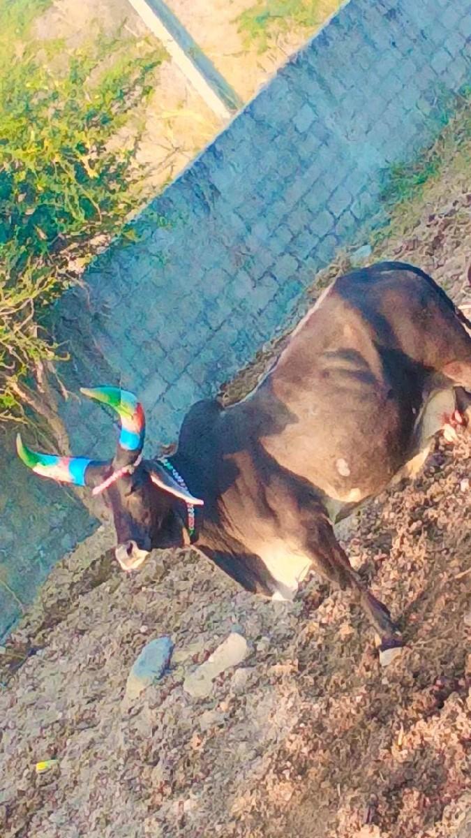 ગાય વેચવાની છે