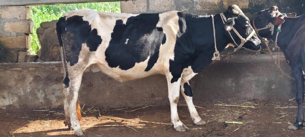 હોડકી વેસવાની સે