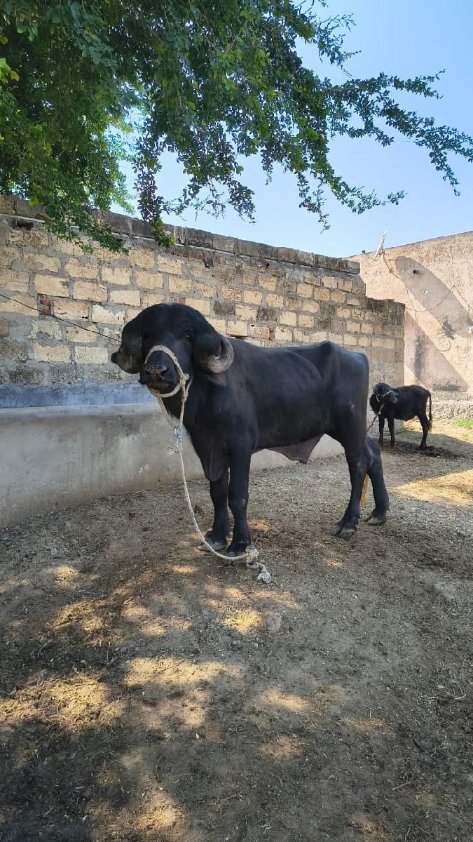 થંબનેલ 2