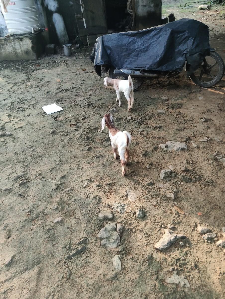 થંબનેલ 3