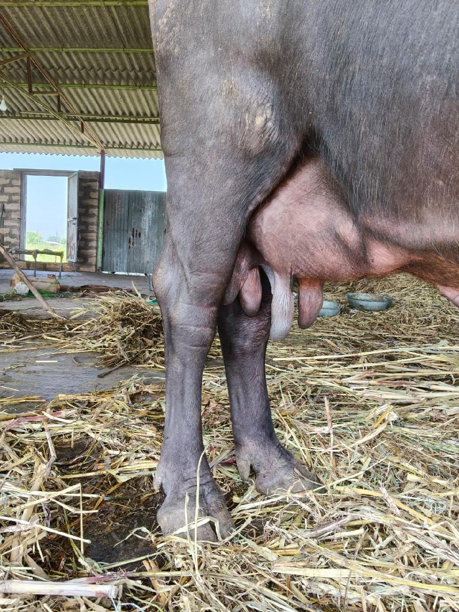 થંબનેલ 3