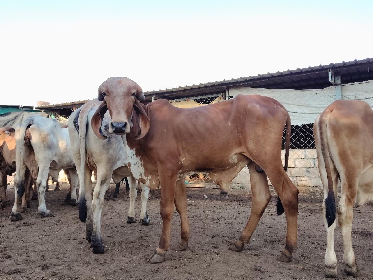 થંબનેલ 2