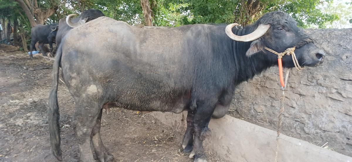 ભેંસ વેચવાની છે