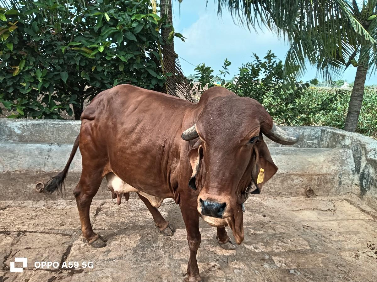 થંબનેલ 3