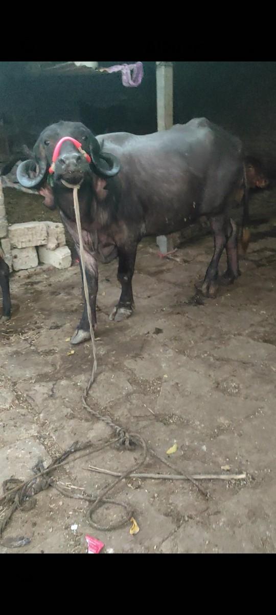 થંબનેલ 3