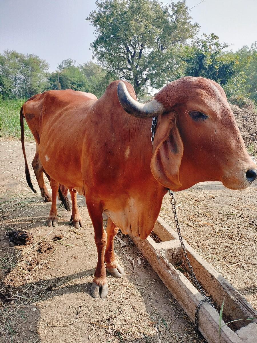 થંબનેલ 2