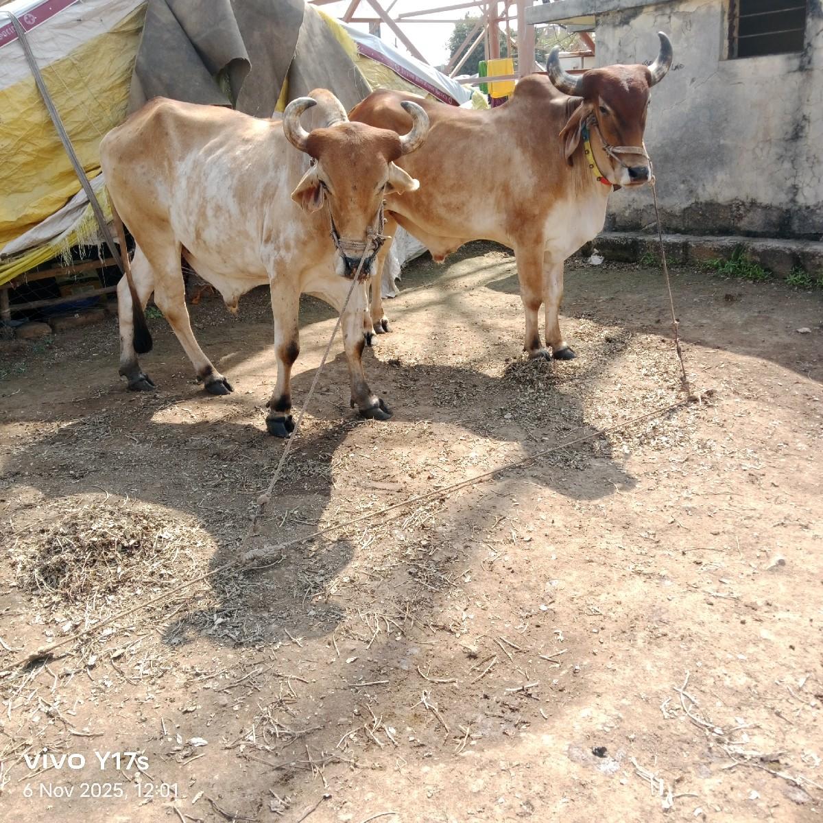 થંબનેલ 3