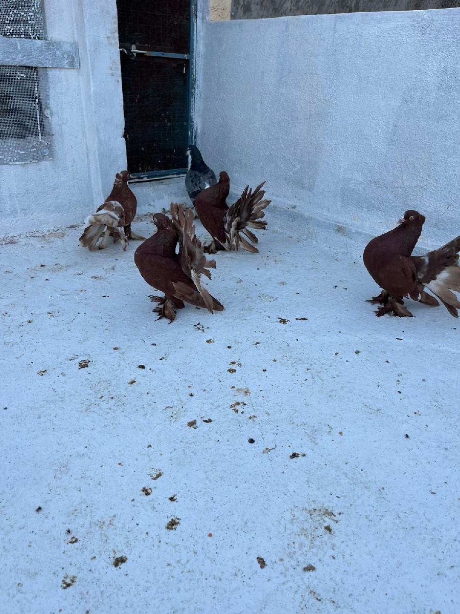 અકડા કબુતર ચાર વેચવાના છે