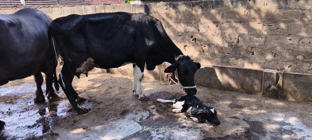 વિયાયગેલ છે  4 દિવસ થિયા