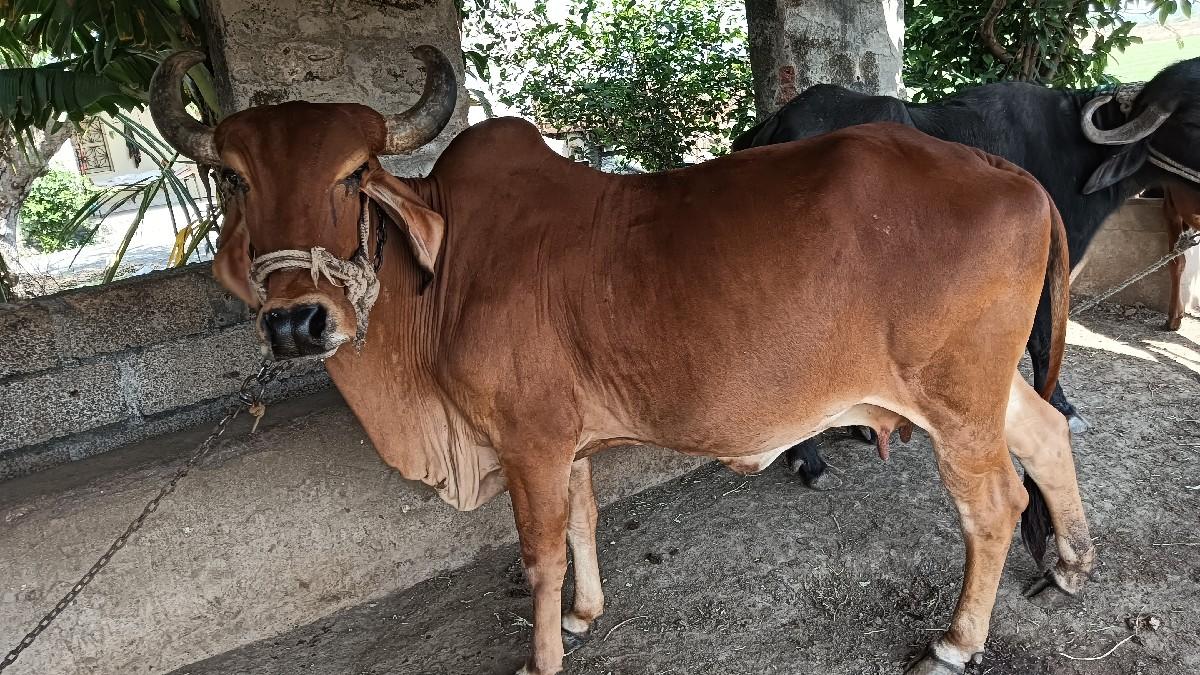 થંબનેલ 2