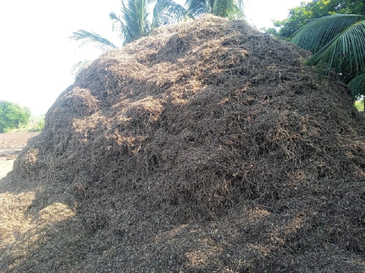 માંડવી નો ચારો