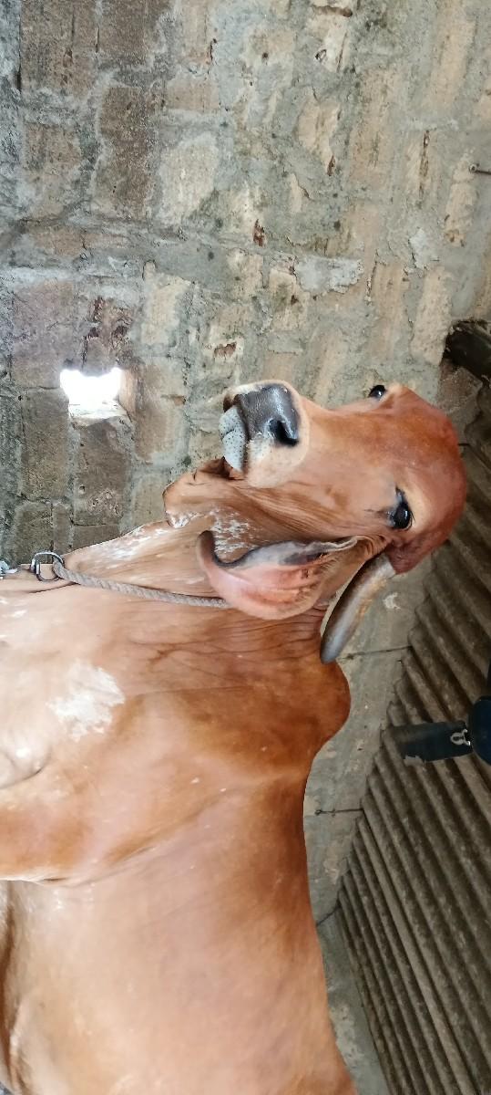 થંબનેલ 2