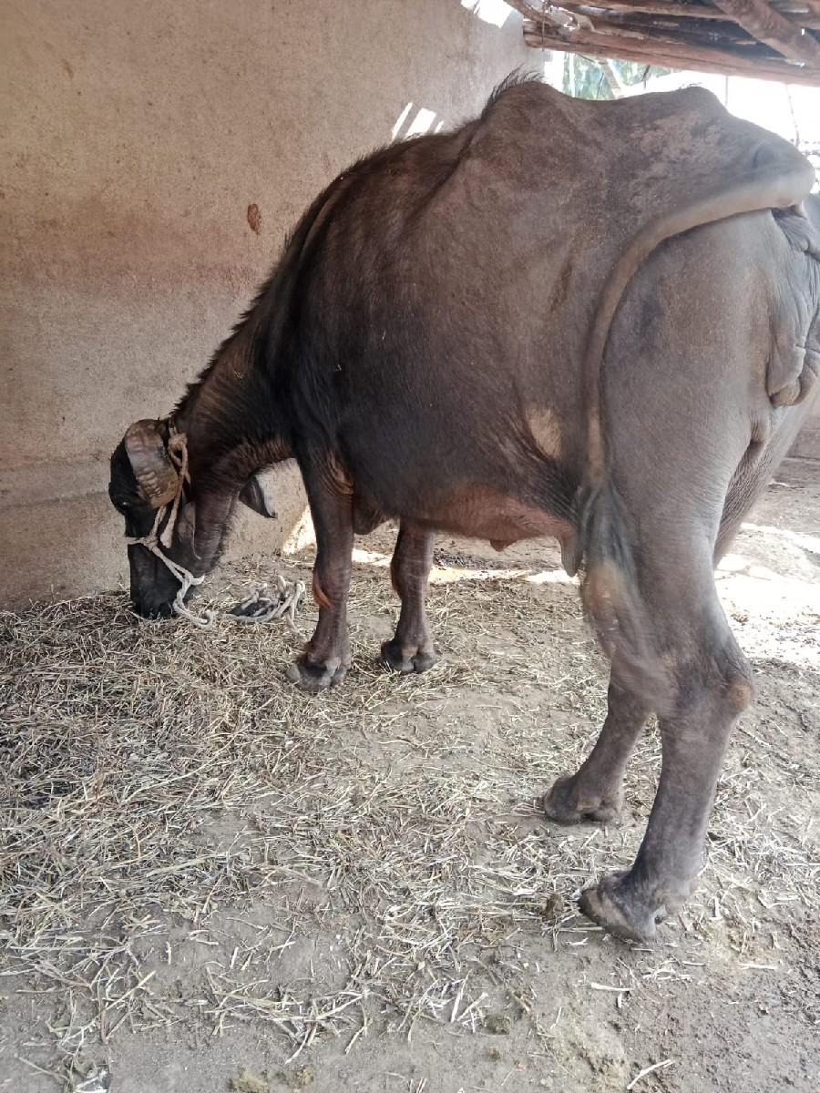 થંબનેલ 2