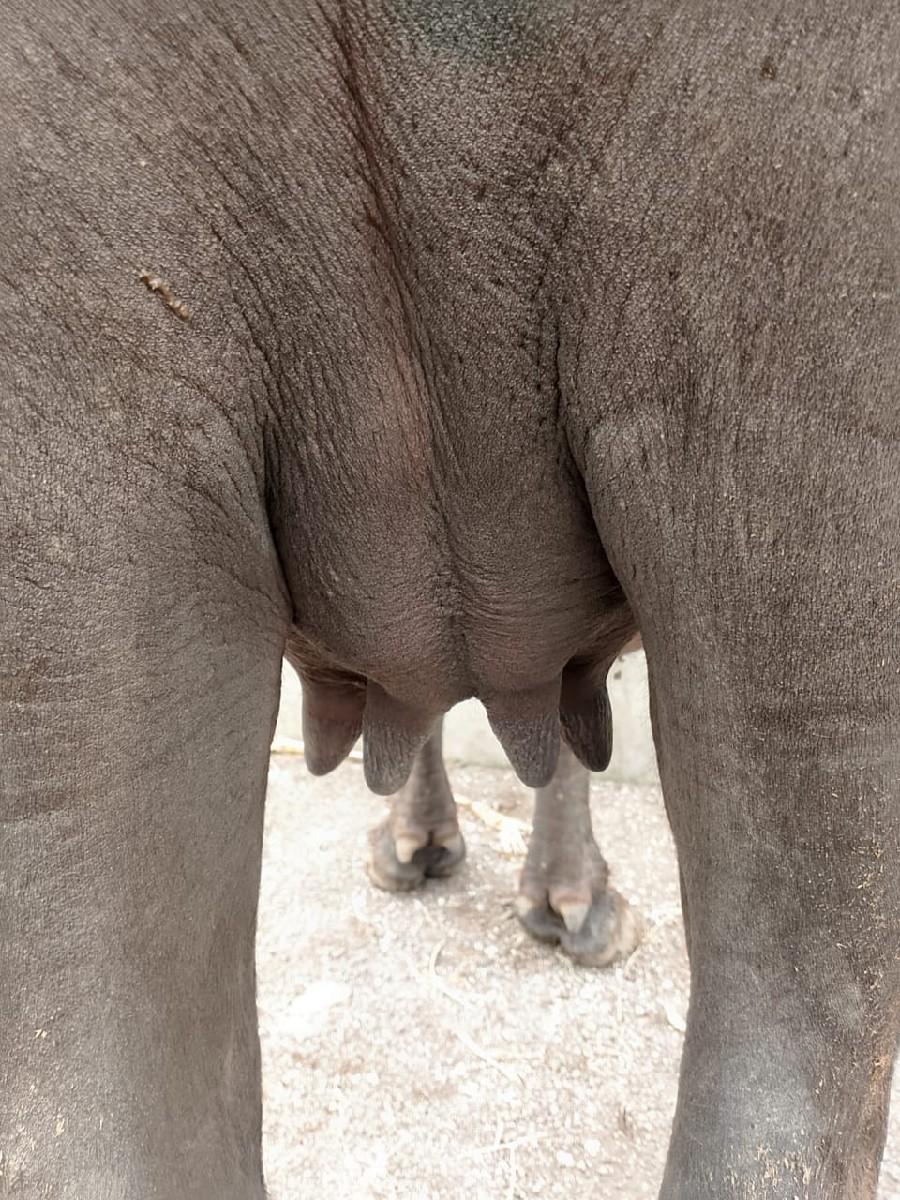 થંબનેલ 3