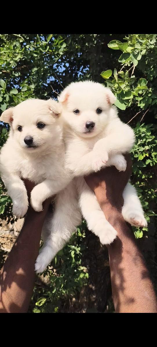 થંબનેલ 2