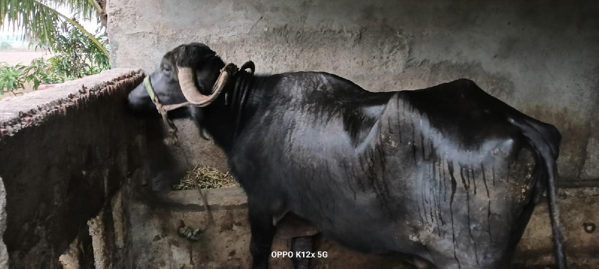 થંબનેલ 2