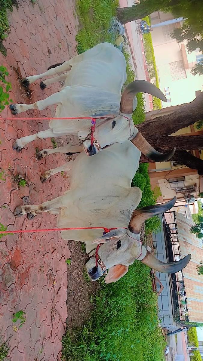 થંબનેલ 2