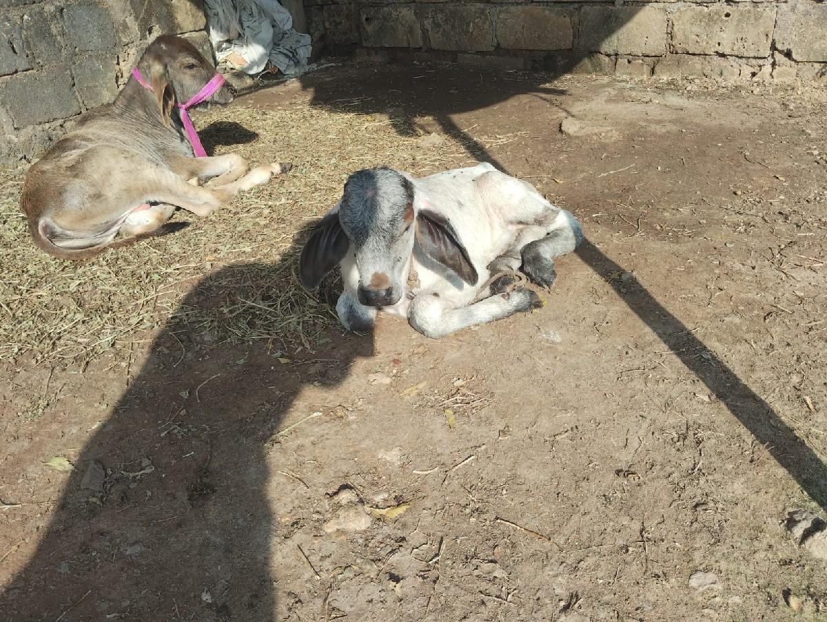 થંબનેલ 3