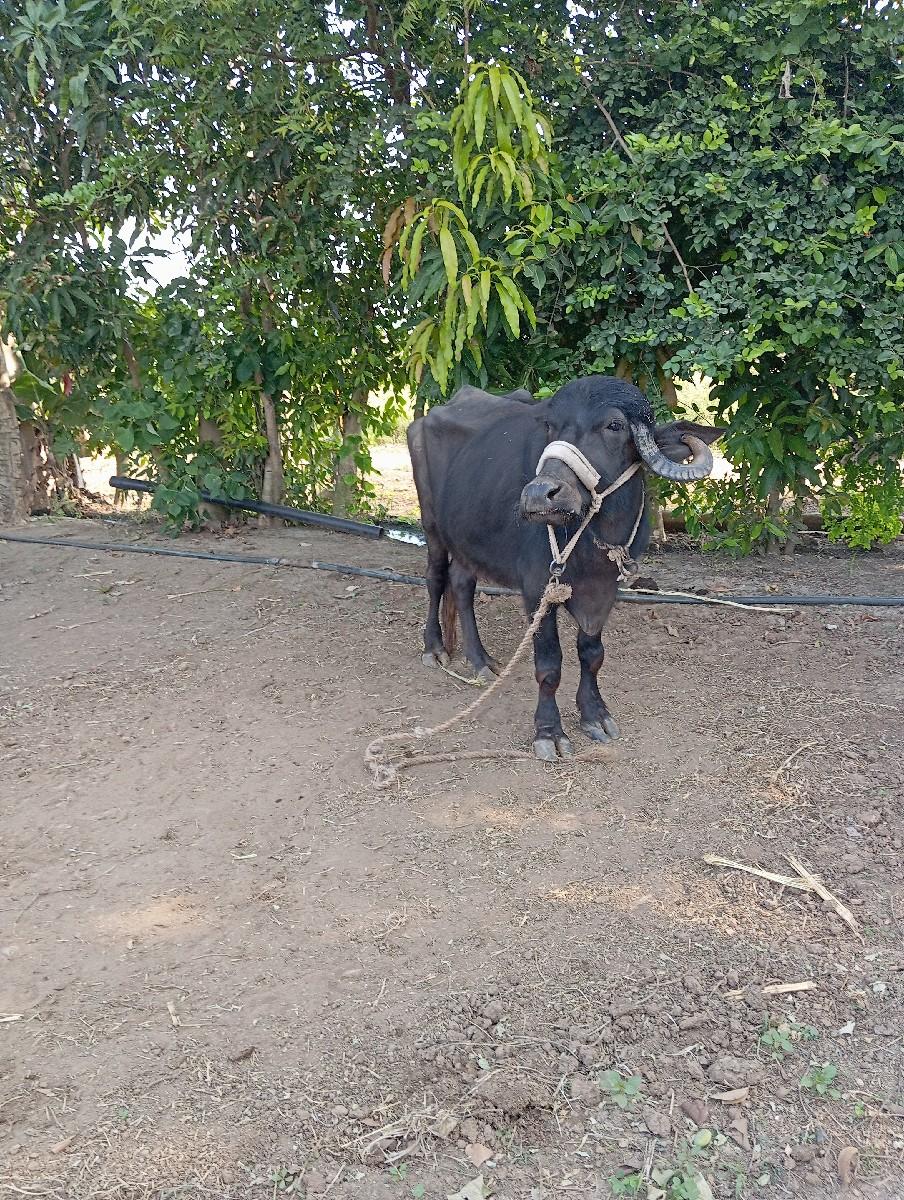 થંબનેલ 2