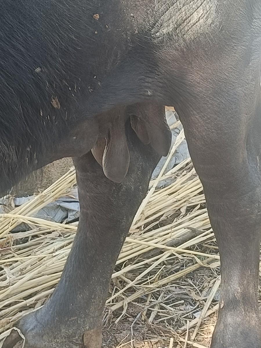 ભીંસ વેચવાની છે