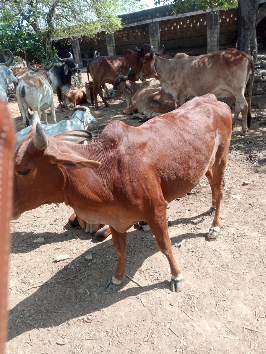 Devda Gaon kutiyana Taluka