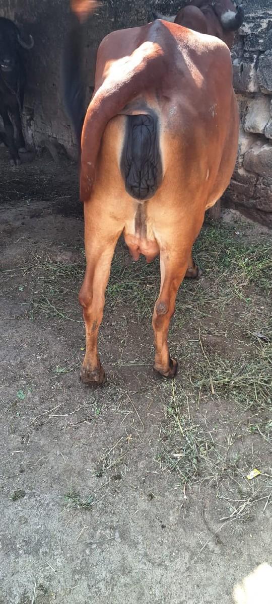 ગાય વેચવાની છે