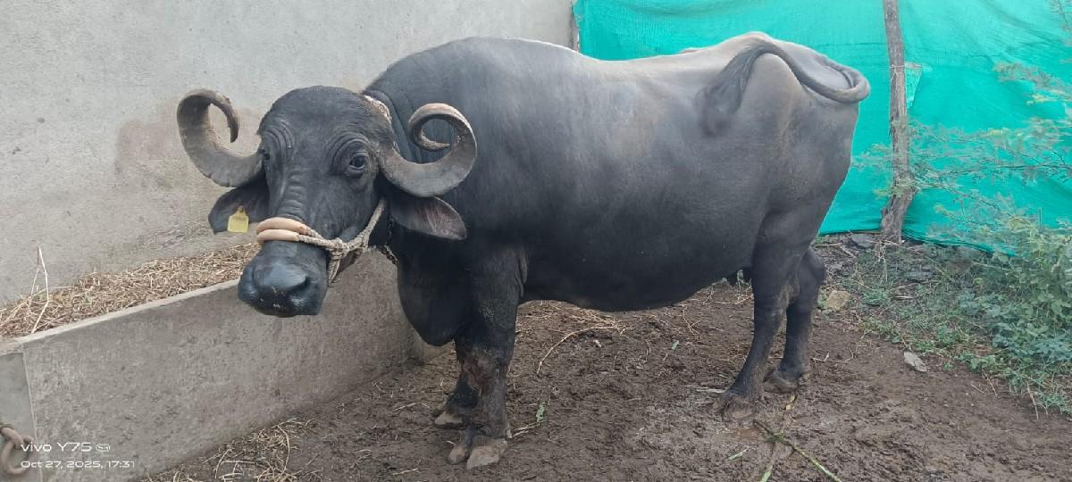 ૨ ભેસ વેચવાની છે
3 વેતર