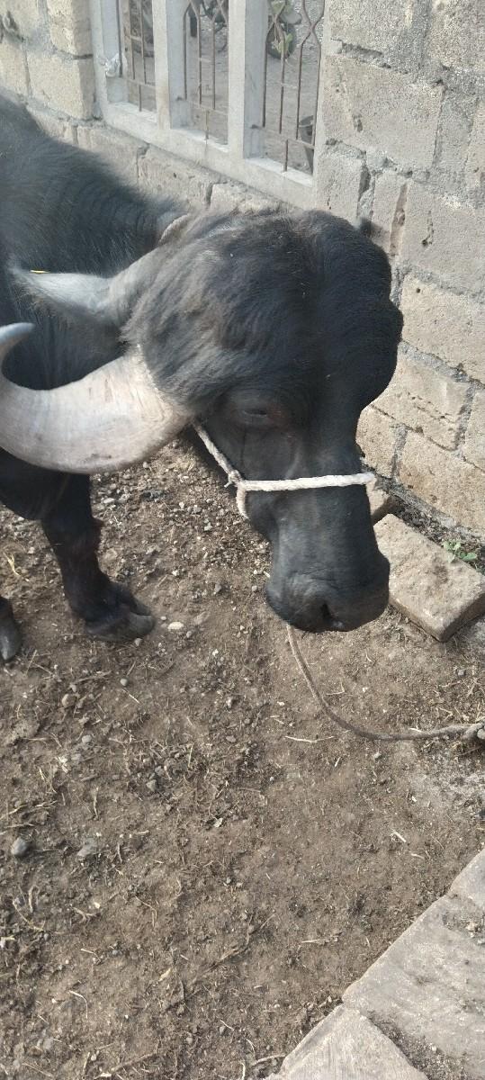 થંબનેલ 2