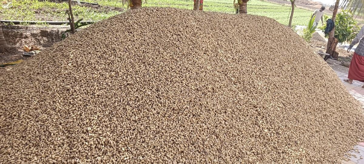 કોરી માંડવી બીયારણ માં આપવાની છ