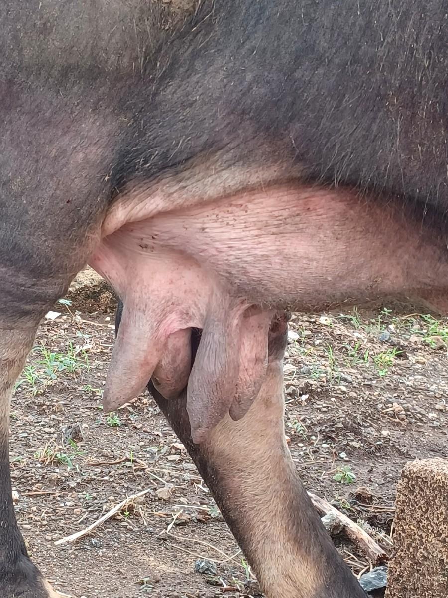 ભેસ વેચાણ પર છે