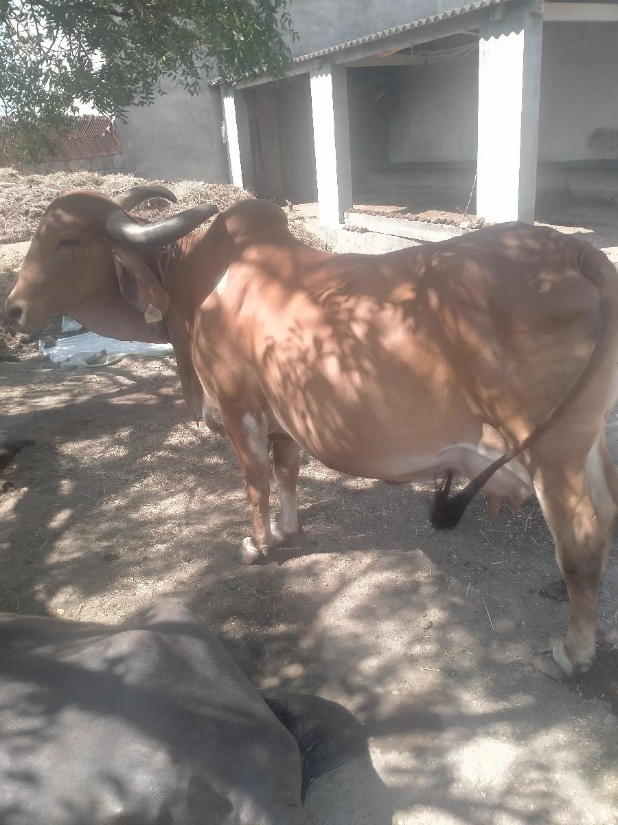 થંબનેલ 3