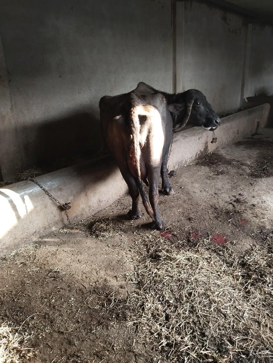 થંબનેલ 2