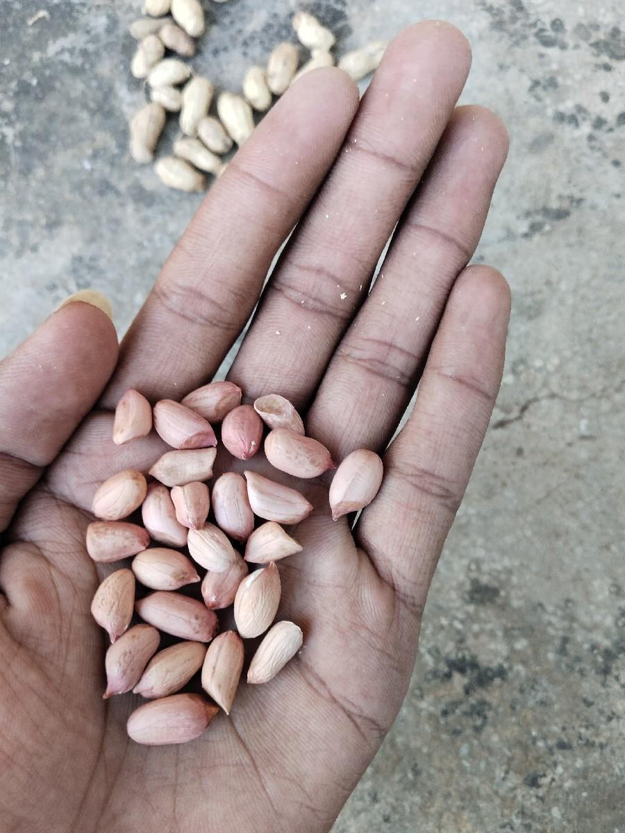 11 નંબર માંડવી નું બીયારણ