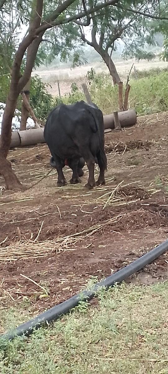 થંબનેલ 3