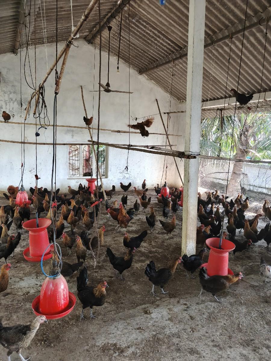 થંબનેલ 2