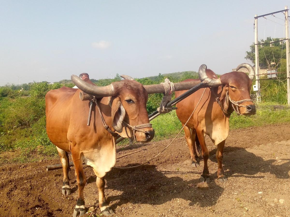 સોમાતવસરા