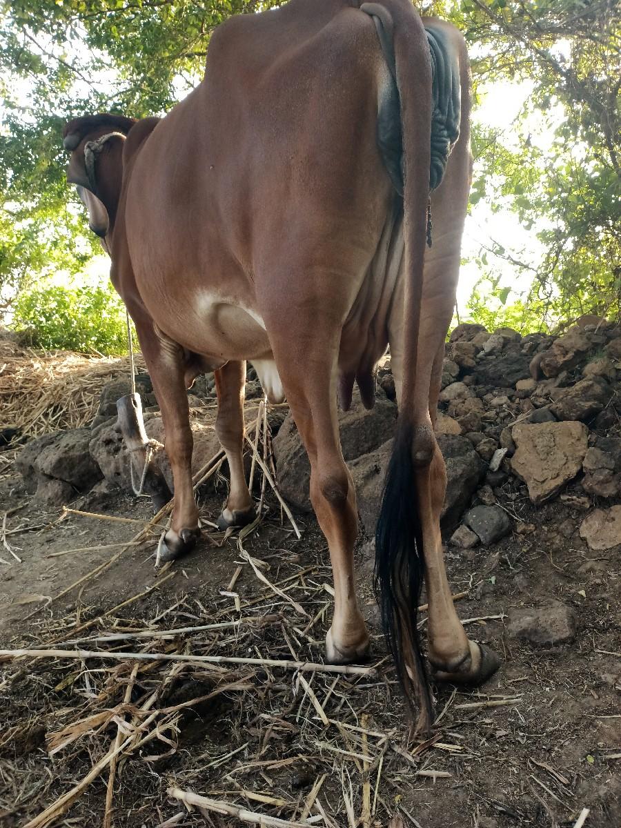 થંબનેલ 2