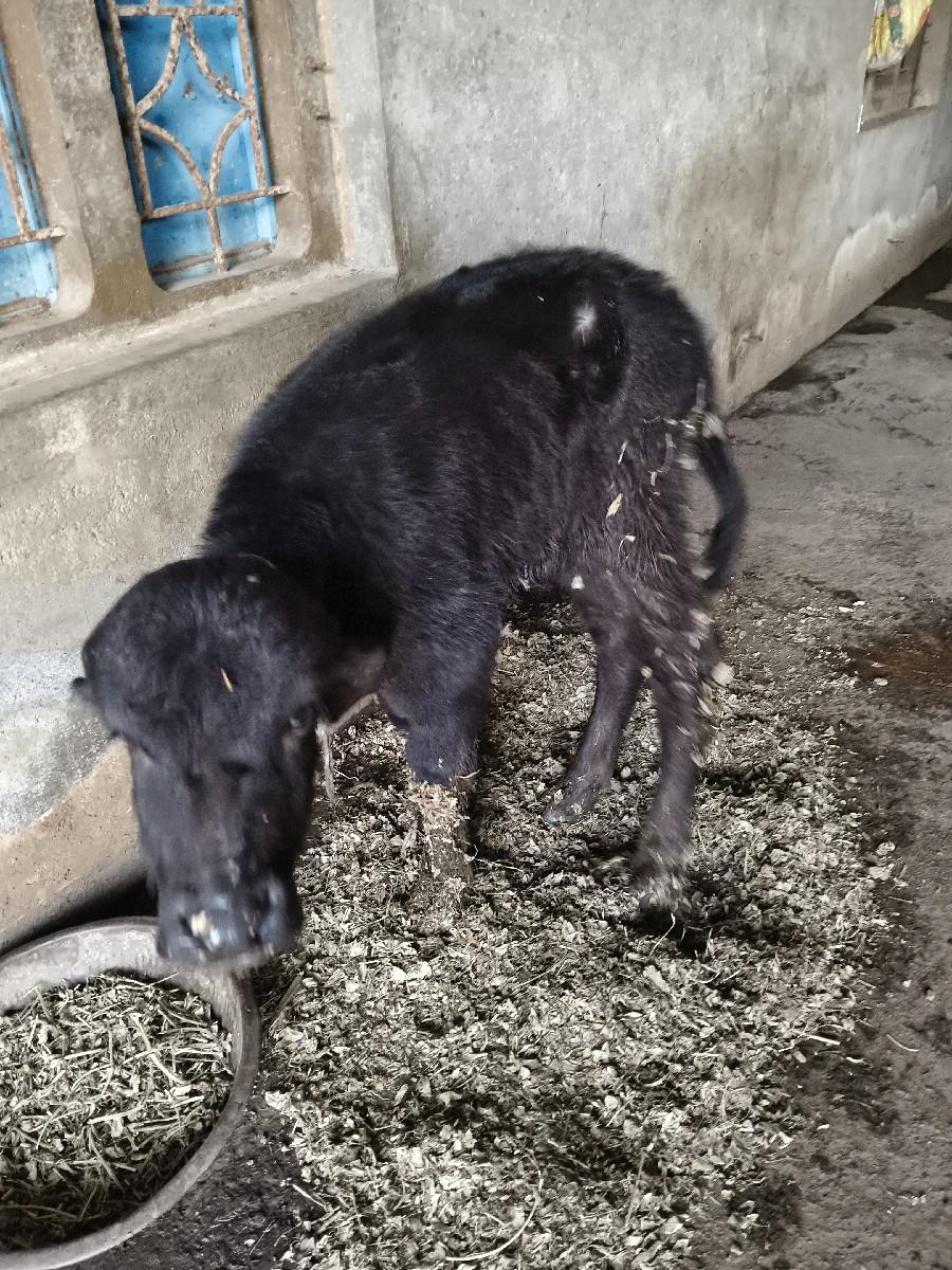 પાડો વેચવાનો છે.