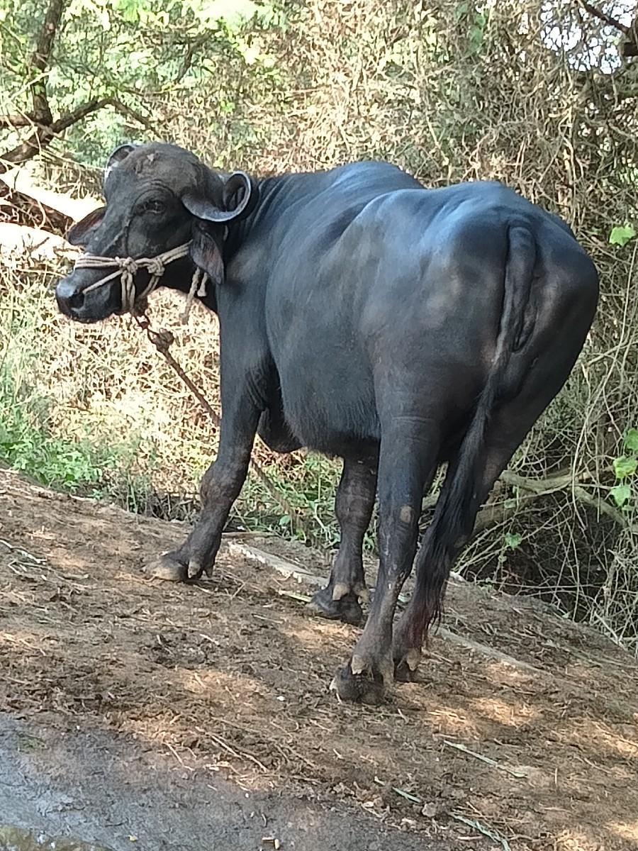 થંબનેલ 2