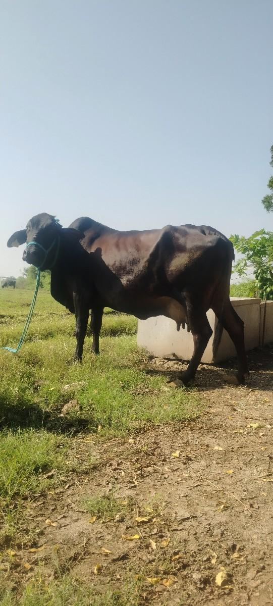 થંબનેલ 2