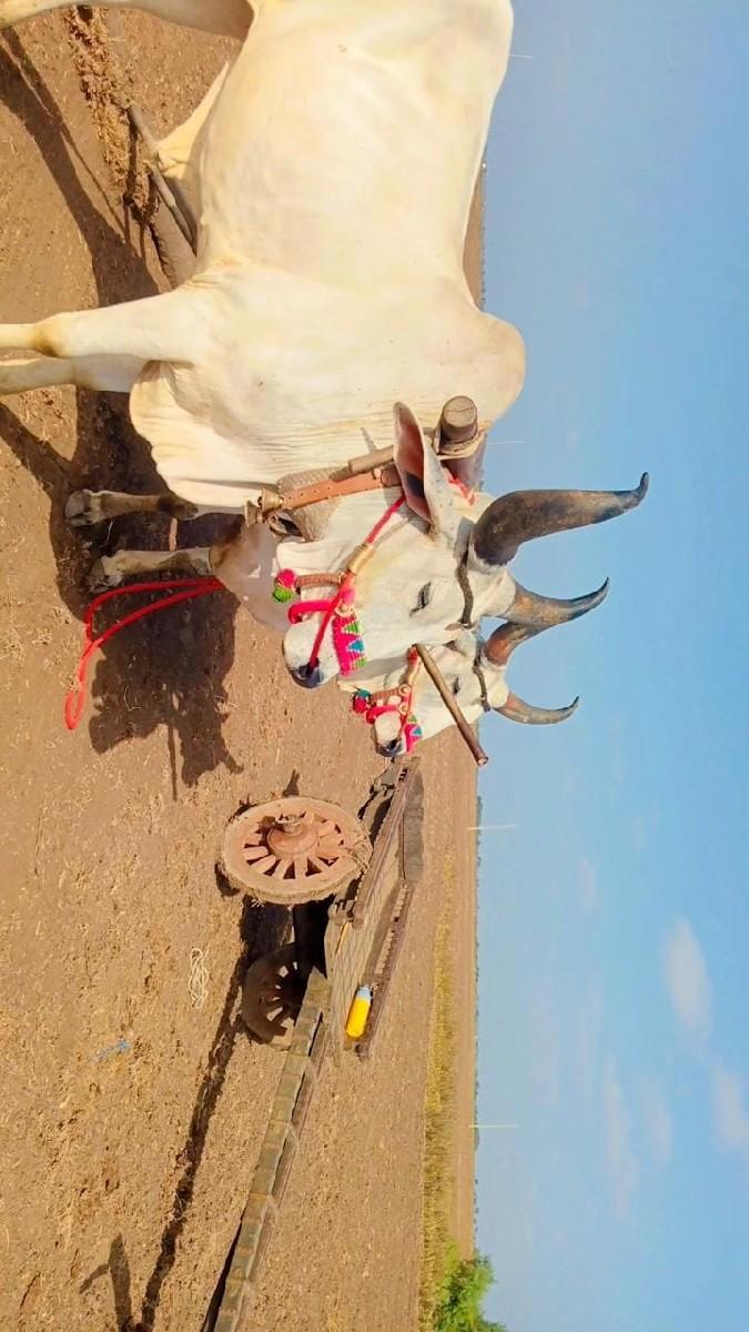બળદ વેચવાના છે