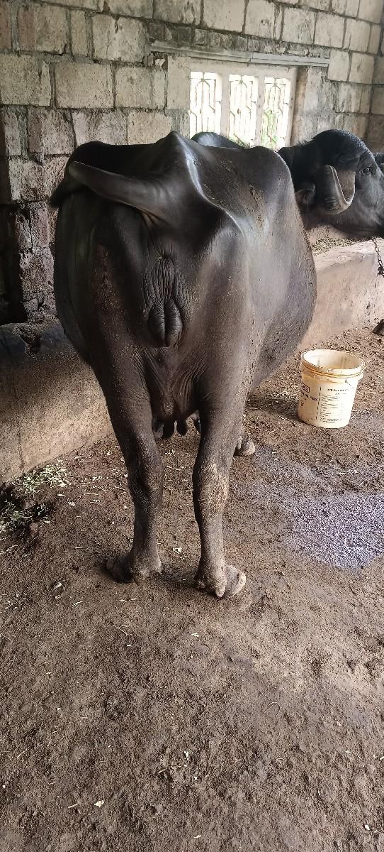 થંબનેલ 2