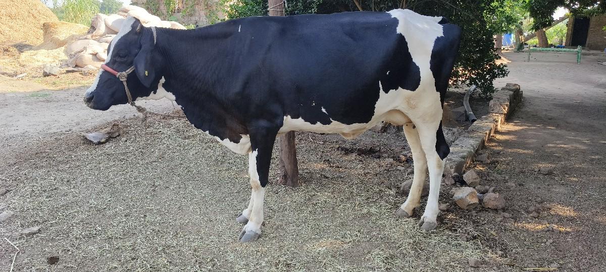 થંબનેલ 3