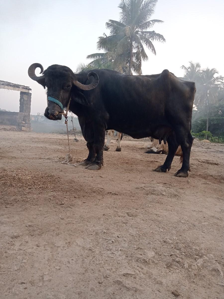 થંબનેલ 3