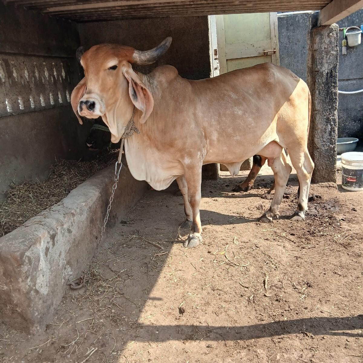 થંબનેલ 2